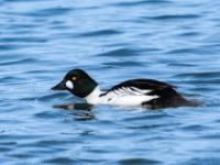 Schellente Männchen